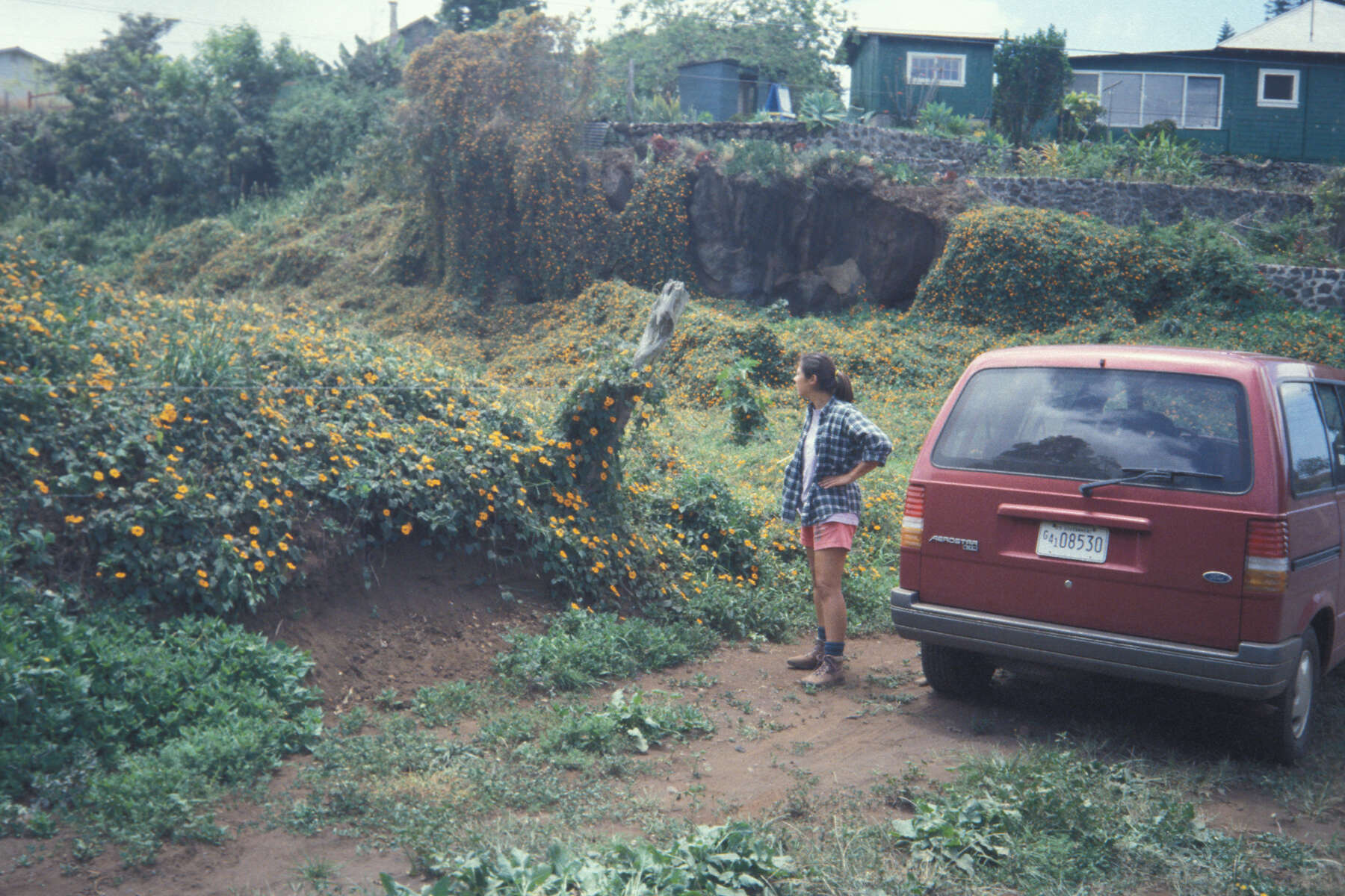 Image of blackeyed Susan vine