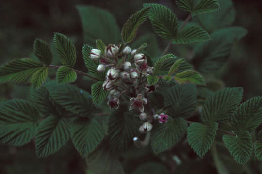 Image of Mysore raspberry