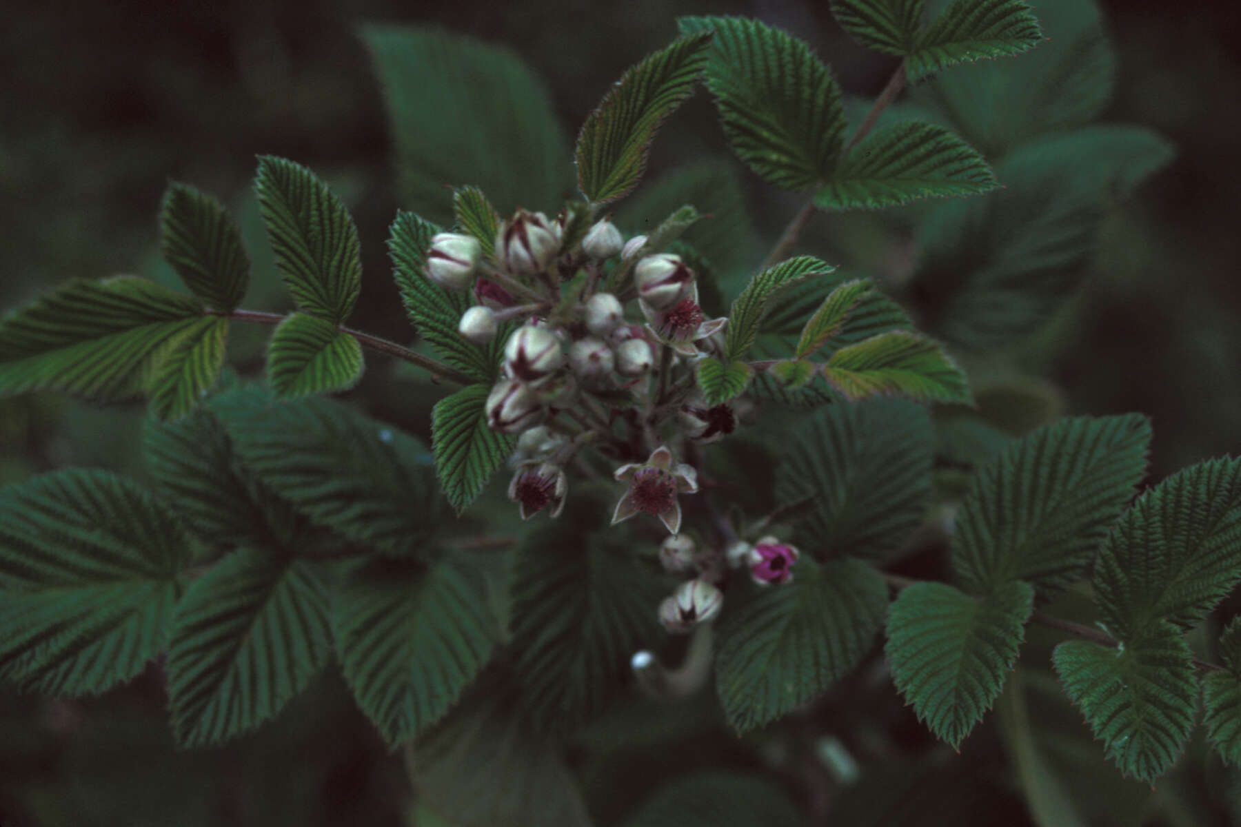 Image de Rubus niveus Thunb.