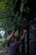 Image of Burmese fishtail palm