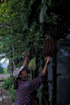 Image of Burmese fishtail palm