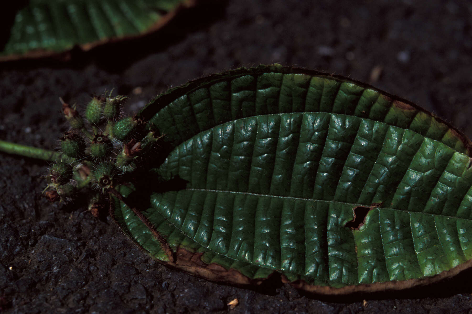 Image of soapbush