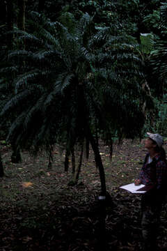 Image of pygmy date palm