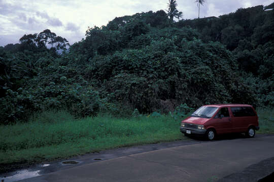 Image de Pueraria montana var. lobata (Willd.) Sanjappa & Pradeep