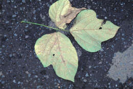 Image de Pueraria montana var. lobata (Willd.) Sanjappa & Pradeep