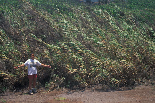 Image of giant reed