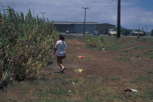 Image of giant reed