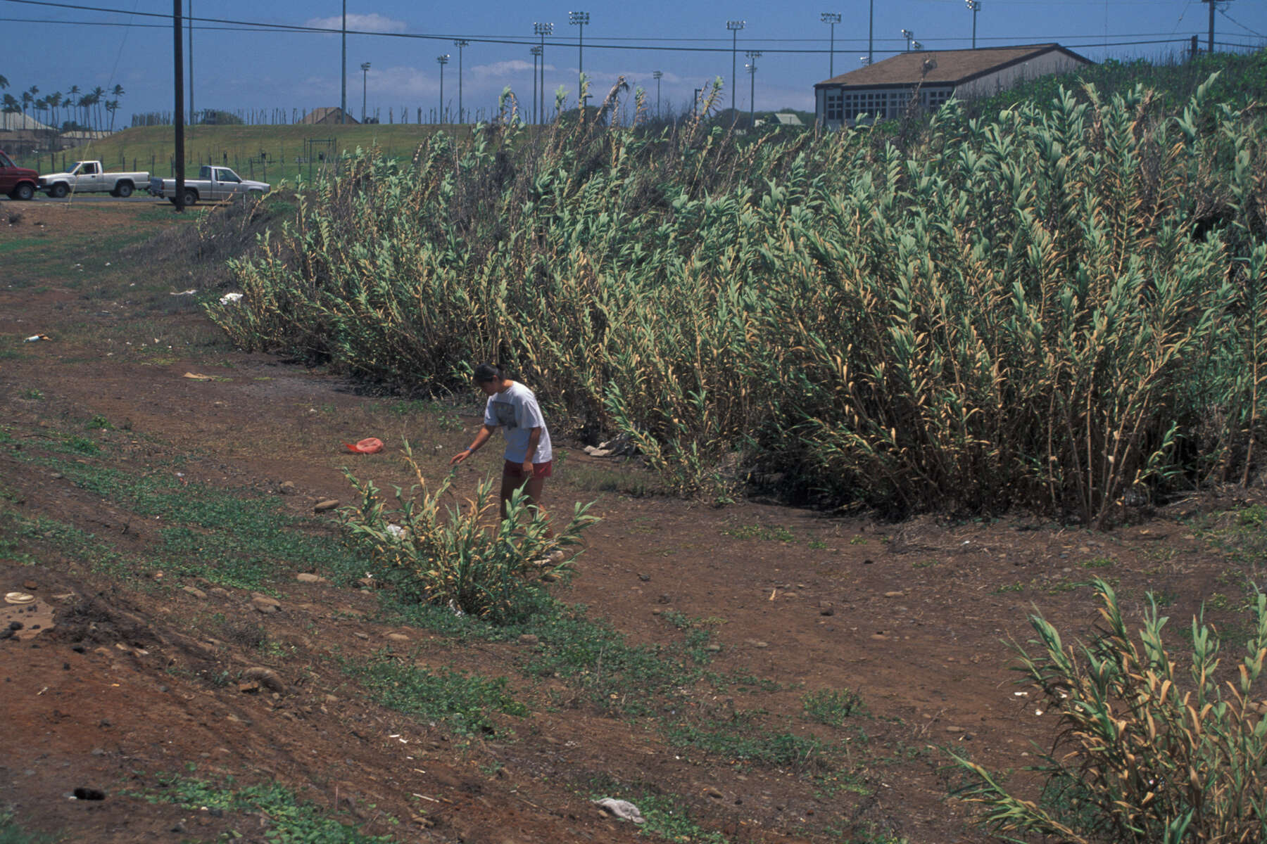 Image of giant reed