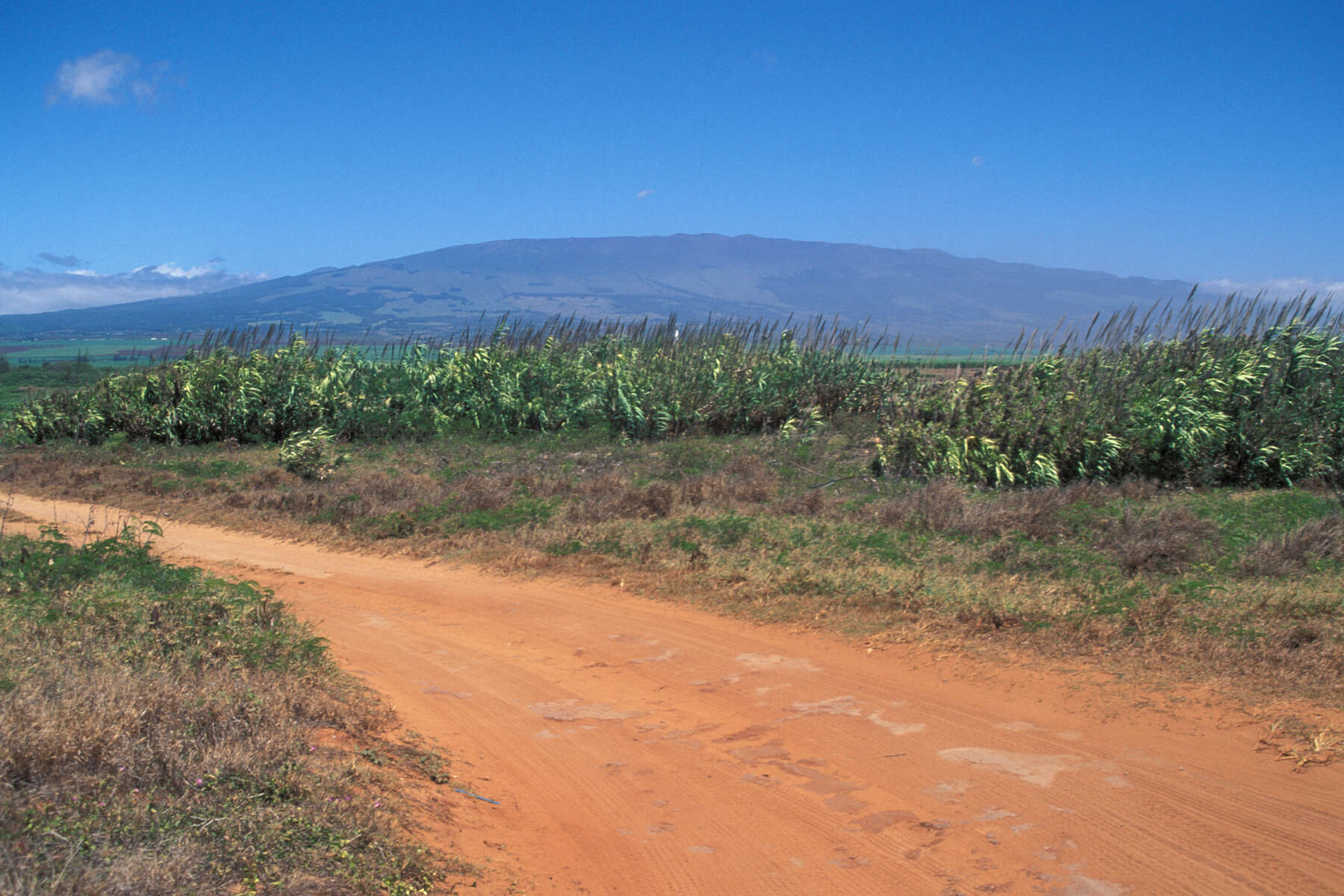 Plancia ëd Arundo