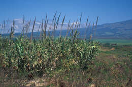 Image of giant reed