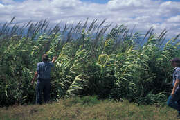 Image of giant reed