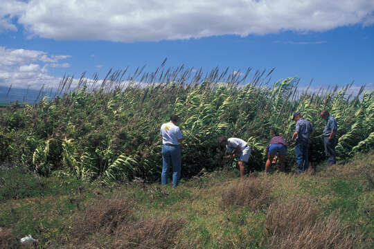 Image of giant reed