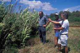 Image of giant reed