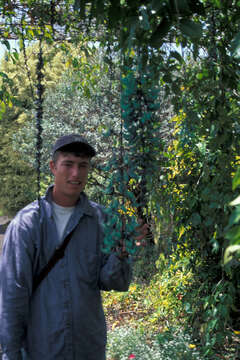 Image of Jade Vine