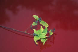 Image of Japanese honeysuckle