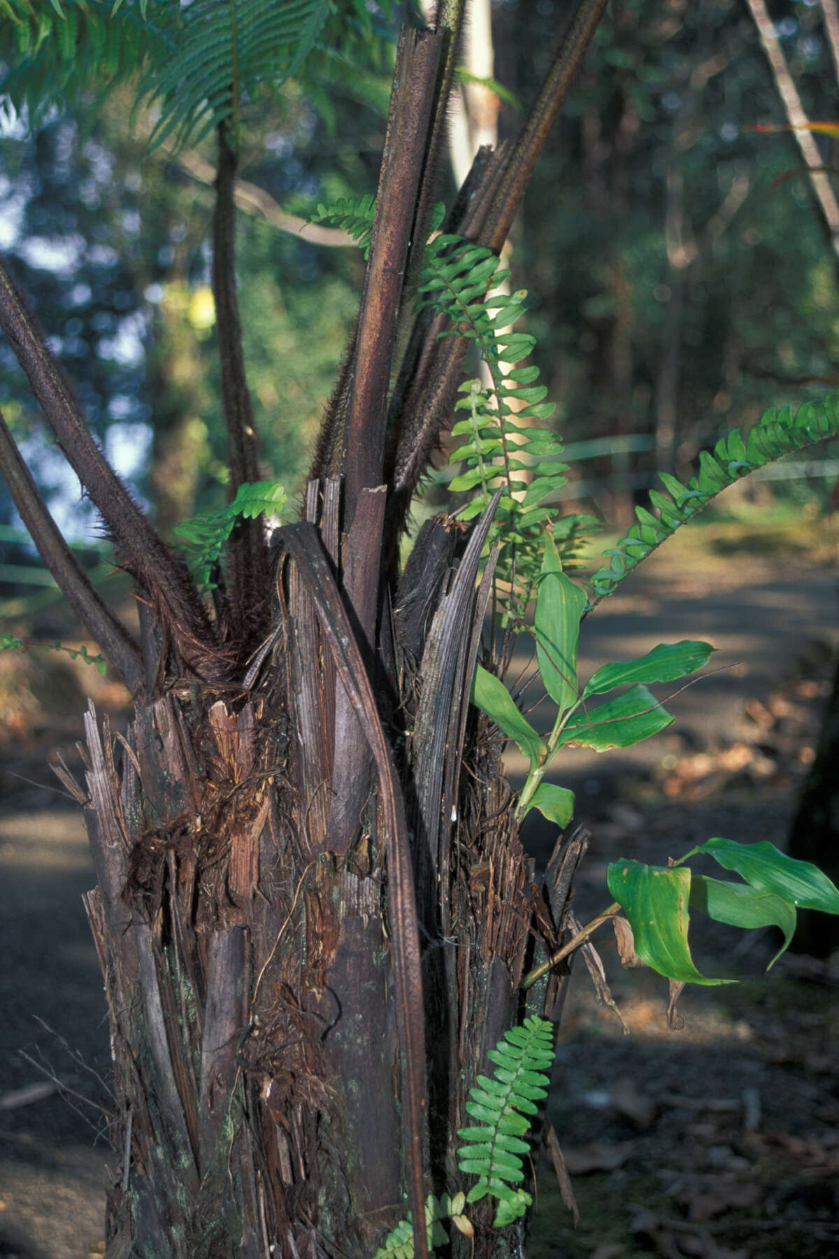 Image of Hapu'u'ii