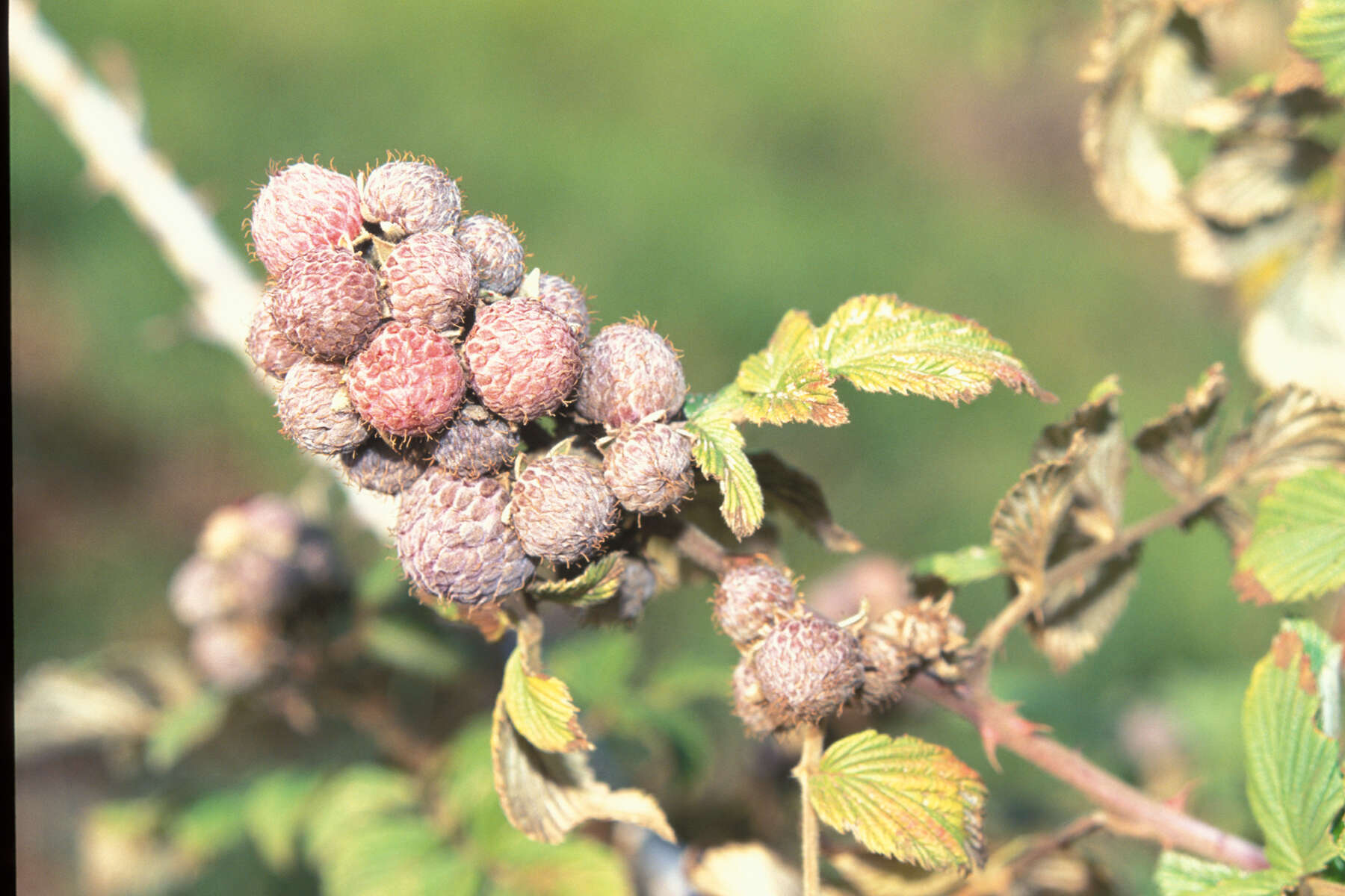 Image of Mysore raspberry