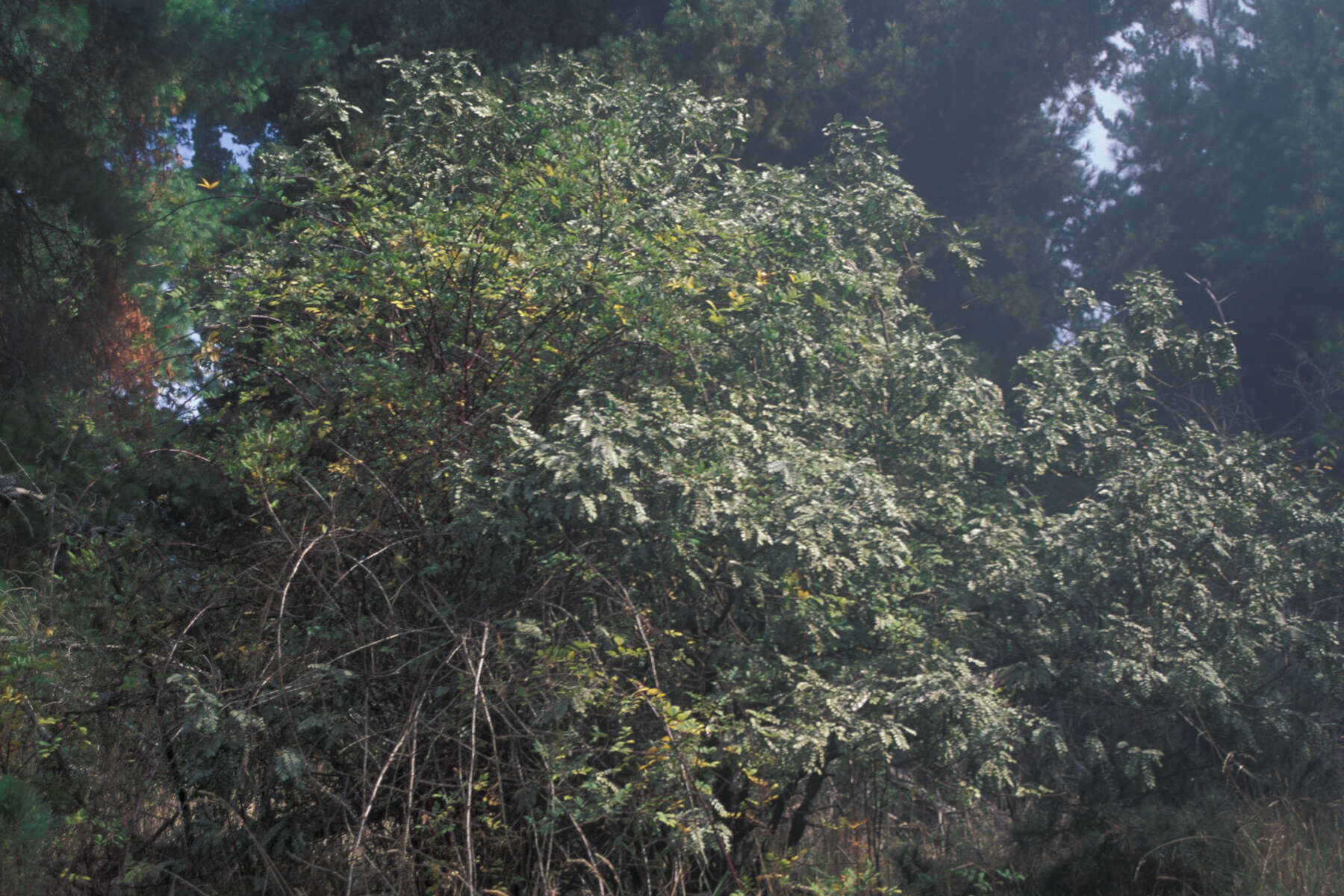 Image of Mysore raspberry