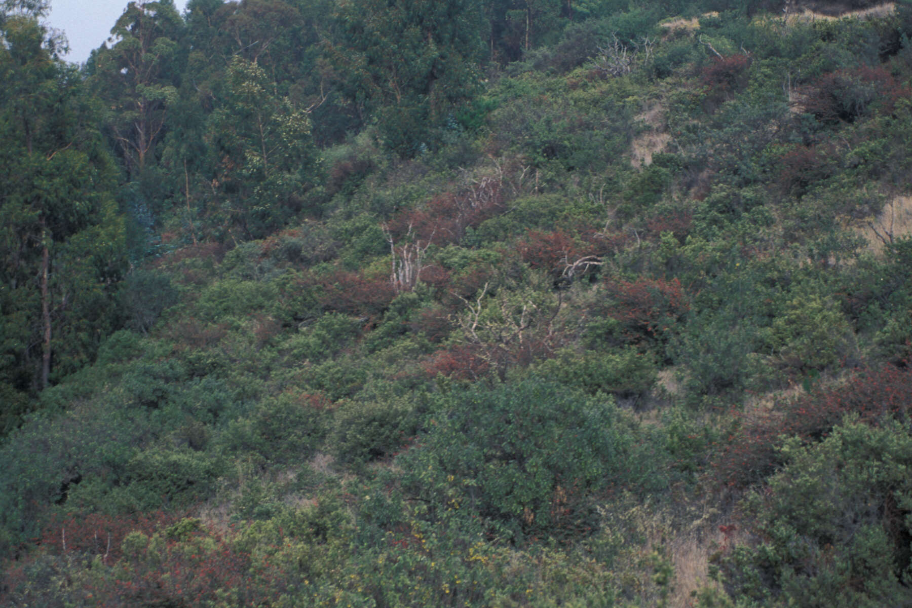 Image of silverleaf cotoneaster