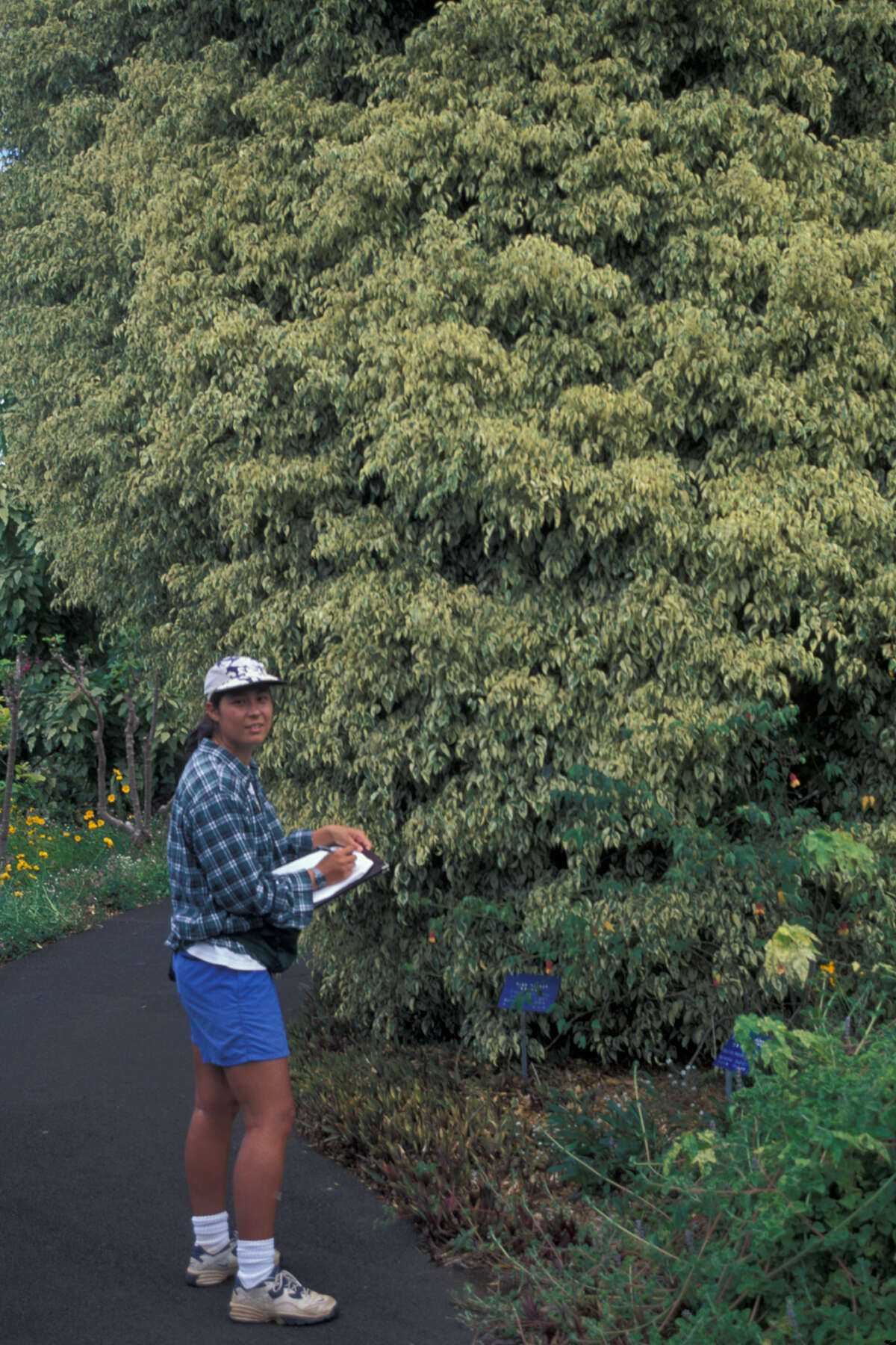 Imagem de Ficus benjamina L.