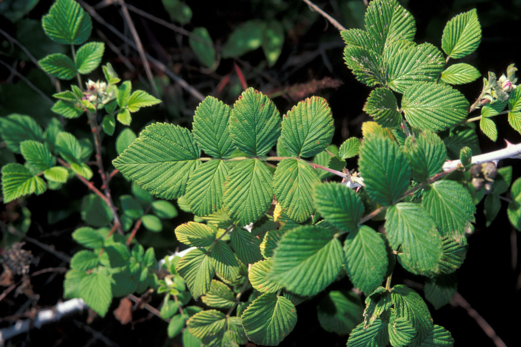 Image of Mysore raspberry