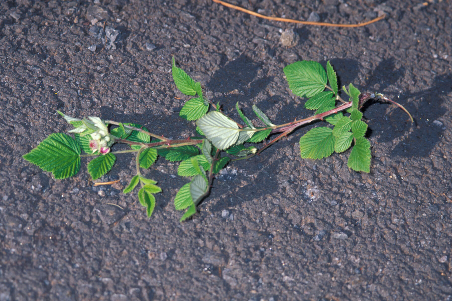 Image of Mysore raspberry