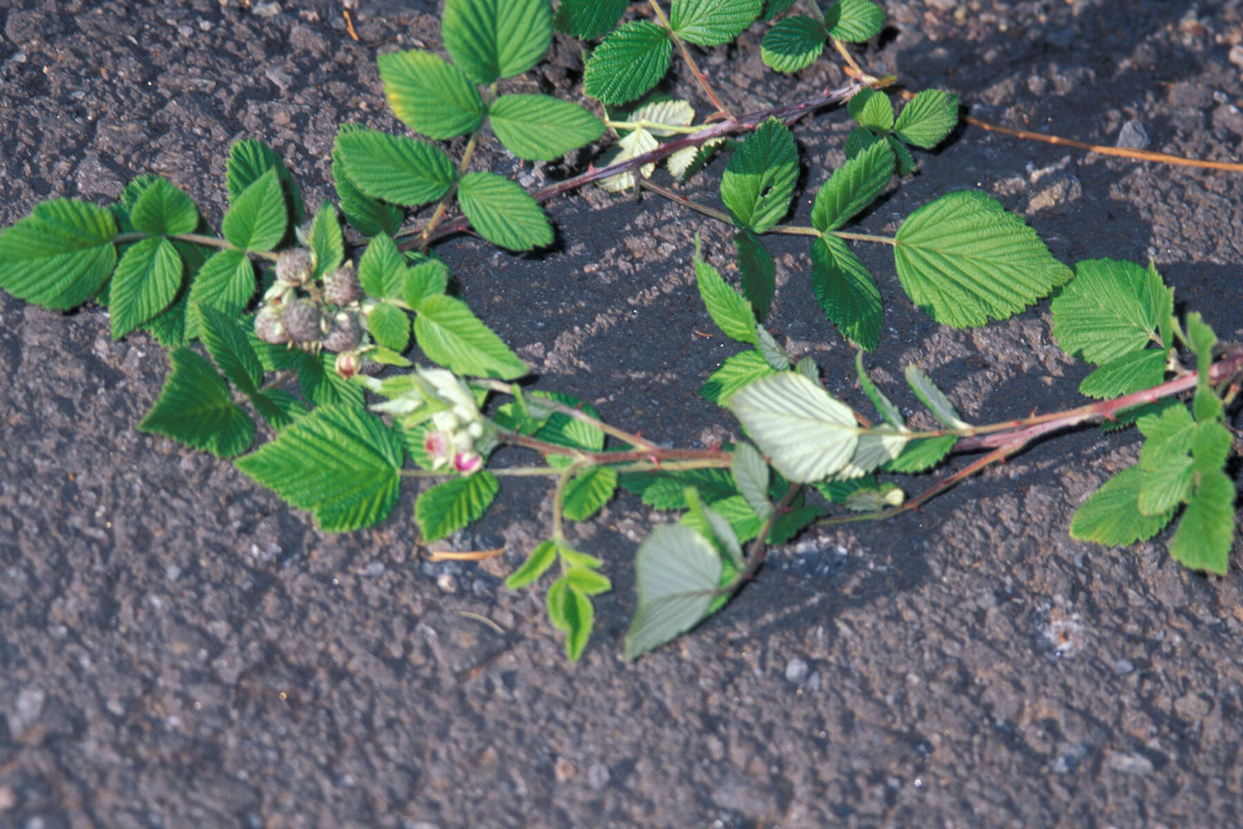 Image of Mysore raspberry