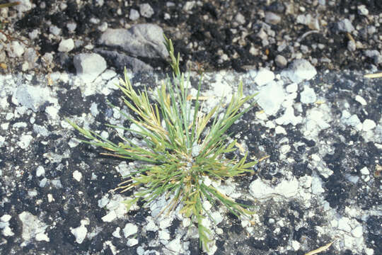 Image of Oahu lovegrass