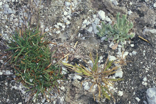 Image of Oahu lovegrass