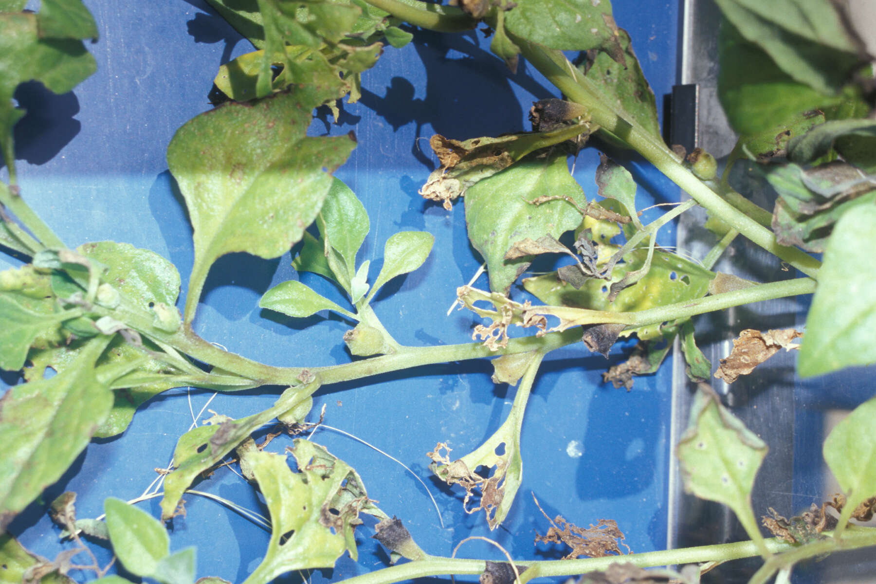 Image of New Zealand spinach