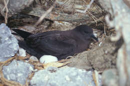 Image of Christmas Shearwater