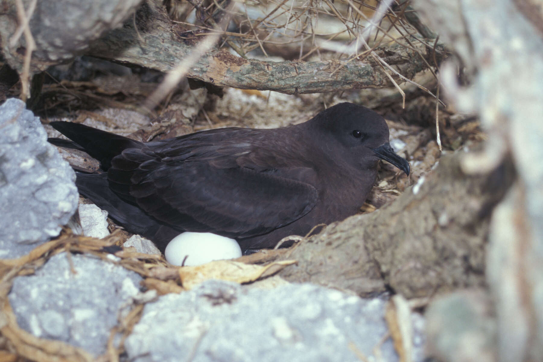 Image of Christmas Shearwater