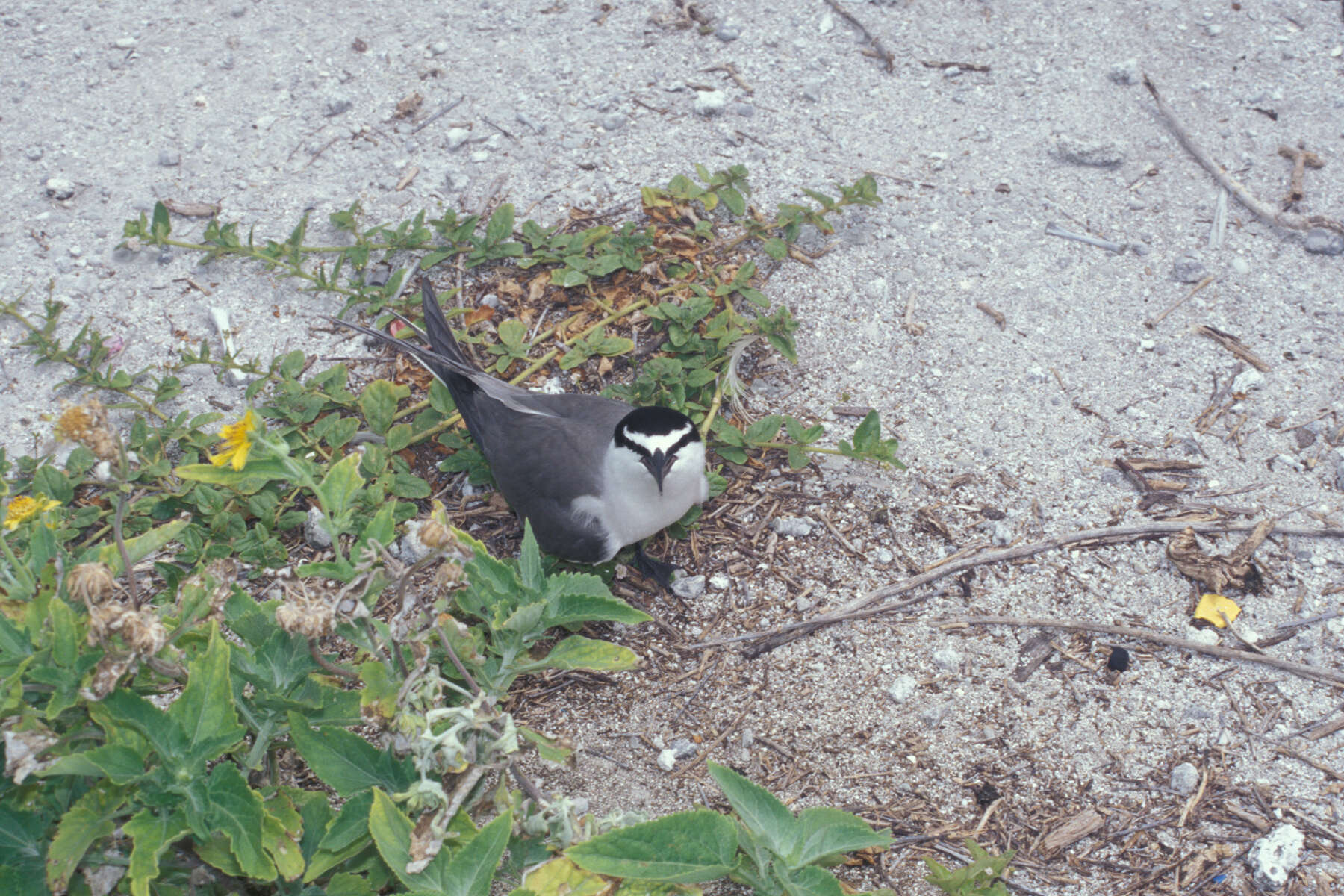 Image of Gray-backed Tern