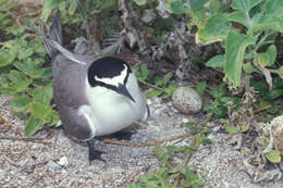 Image of Gray-backed Tern