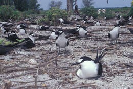 Image of Sooty Tern