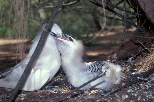 Image of Red-tailed Tropicbird