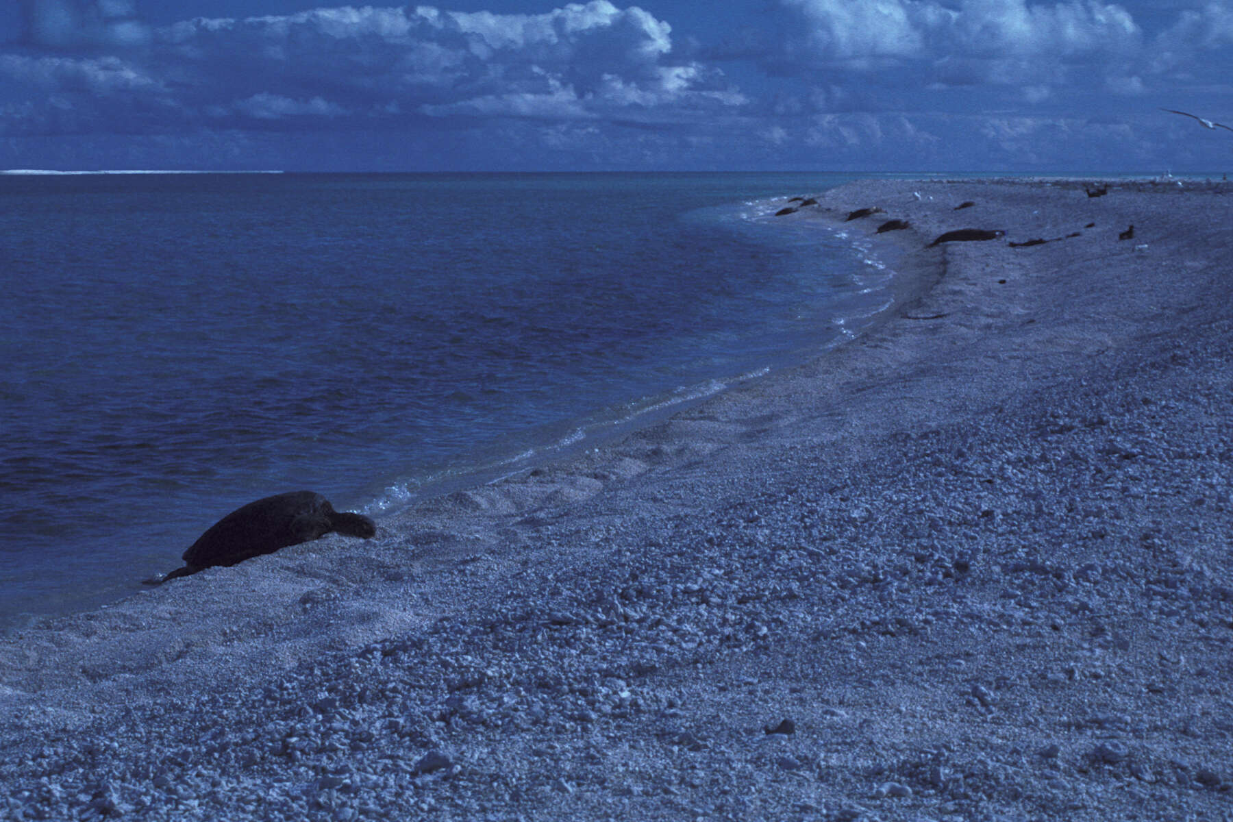 Image of Oahu lovegrass