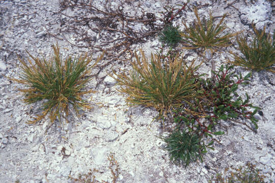 Image of Oahu lovegrass