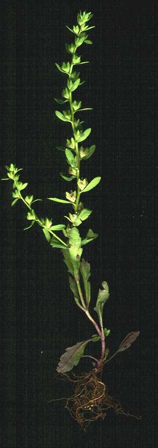 Image of american speedwell