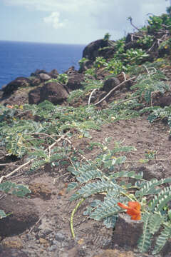 Image of Oahu riverhemp