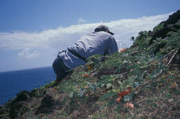 Image of Oahu riverhemp