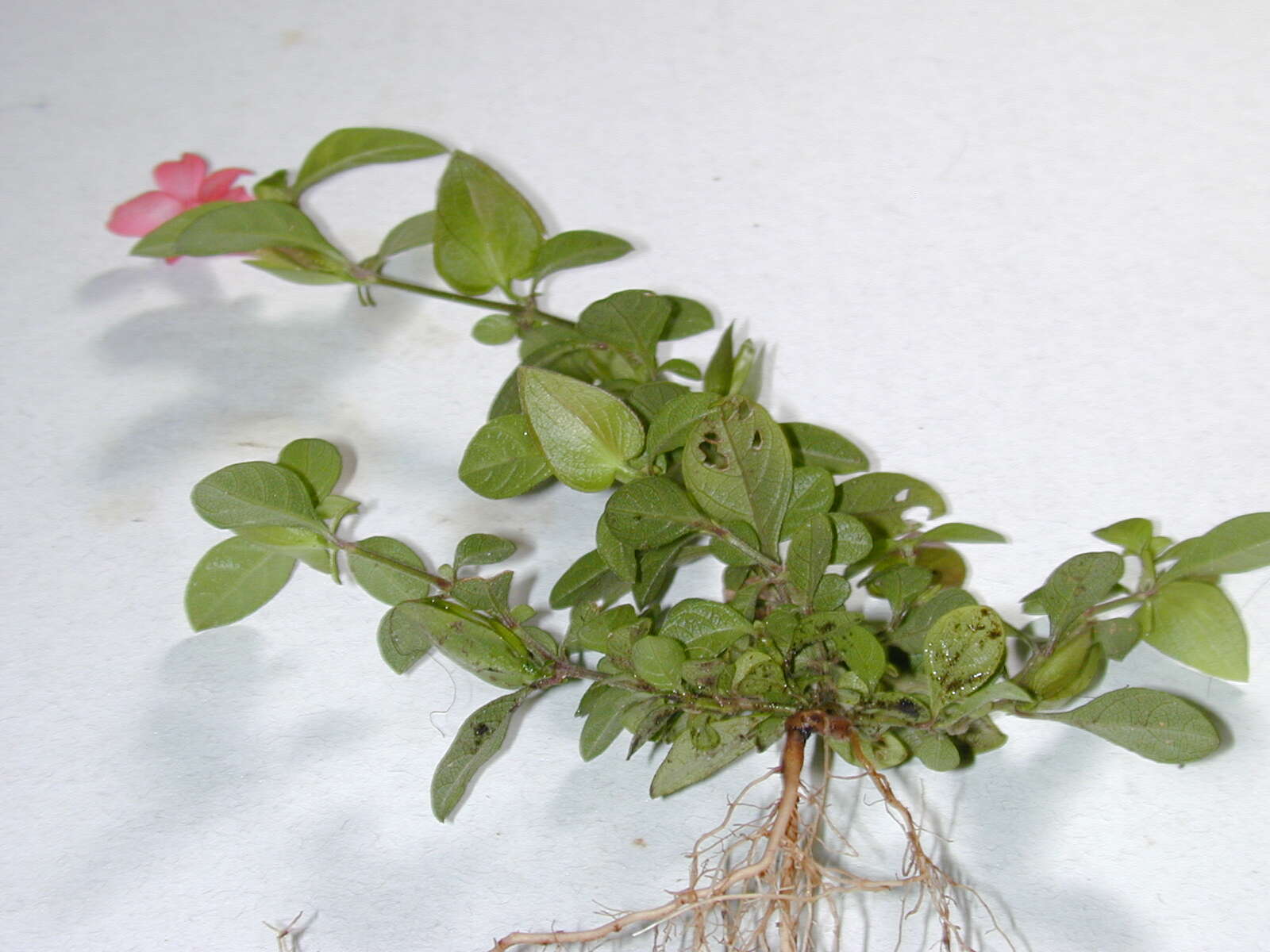 Image of Barleria repens Nees