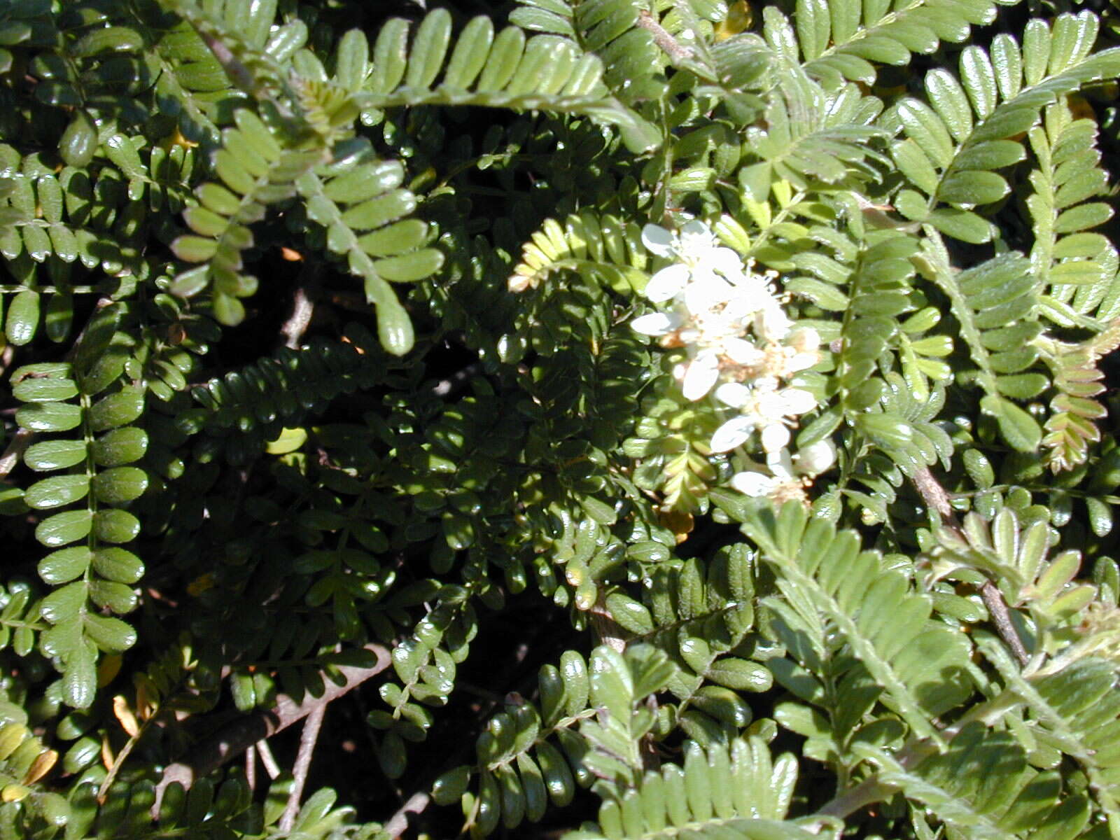 Image of Hawai'i hawthorn