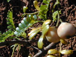 Image of Hawai'i hawthorn