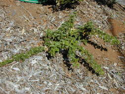 Image of Hawai'i hawthorn