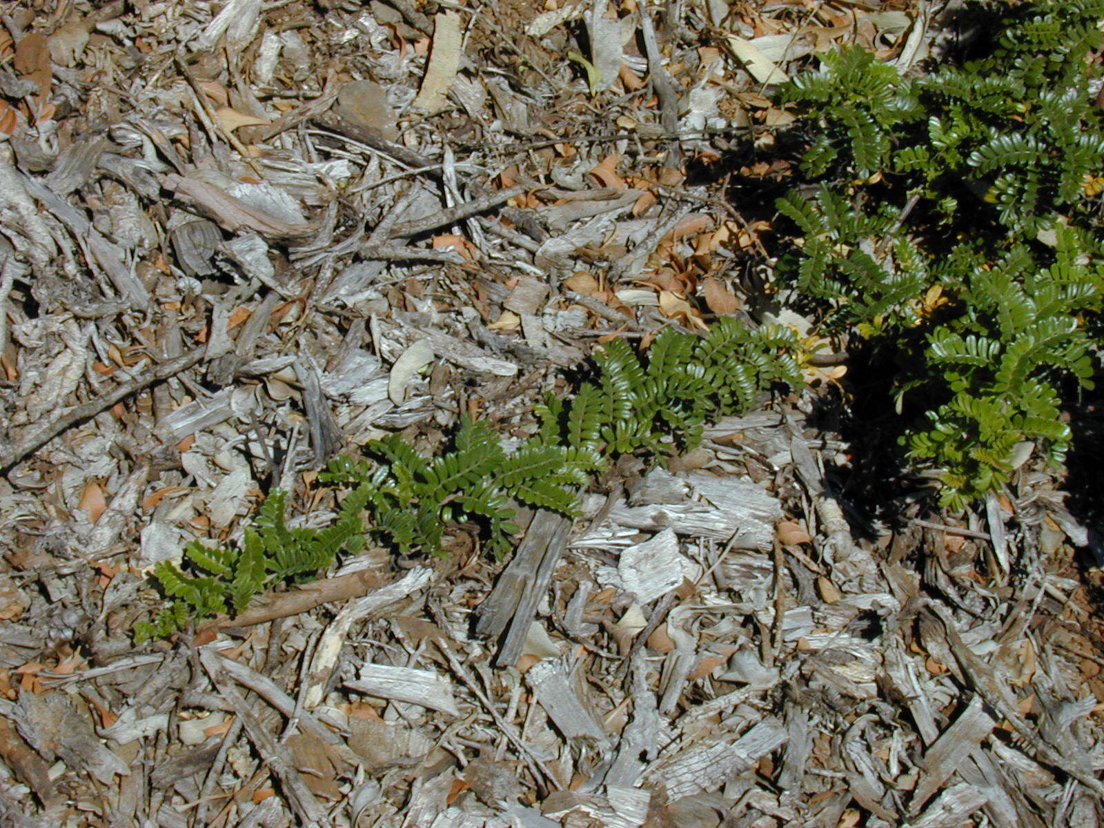 Image of Hawai'i hawthorn