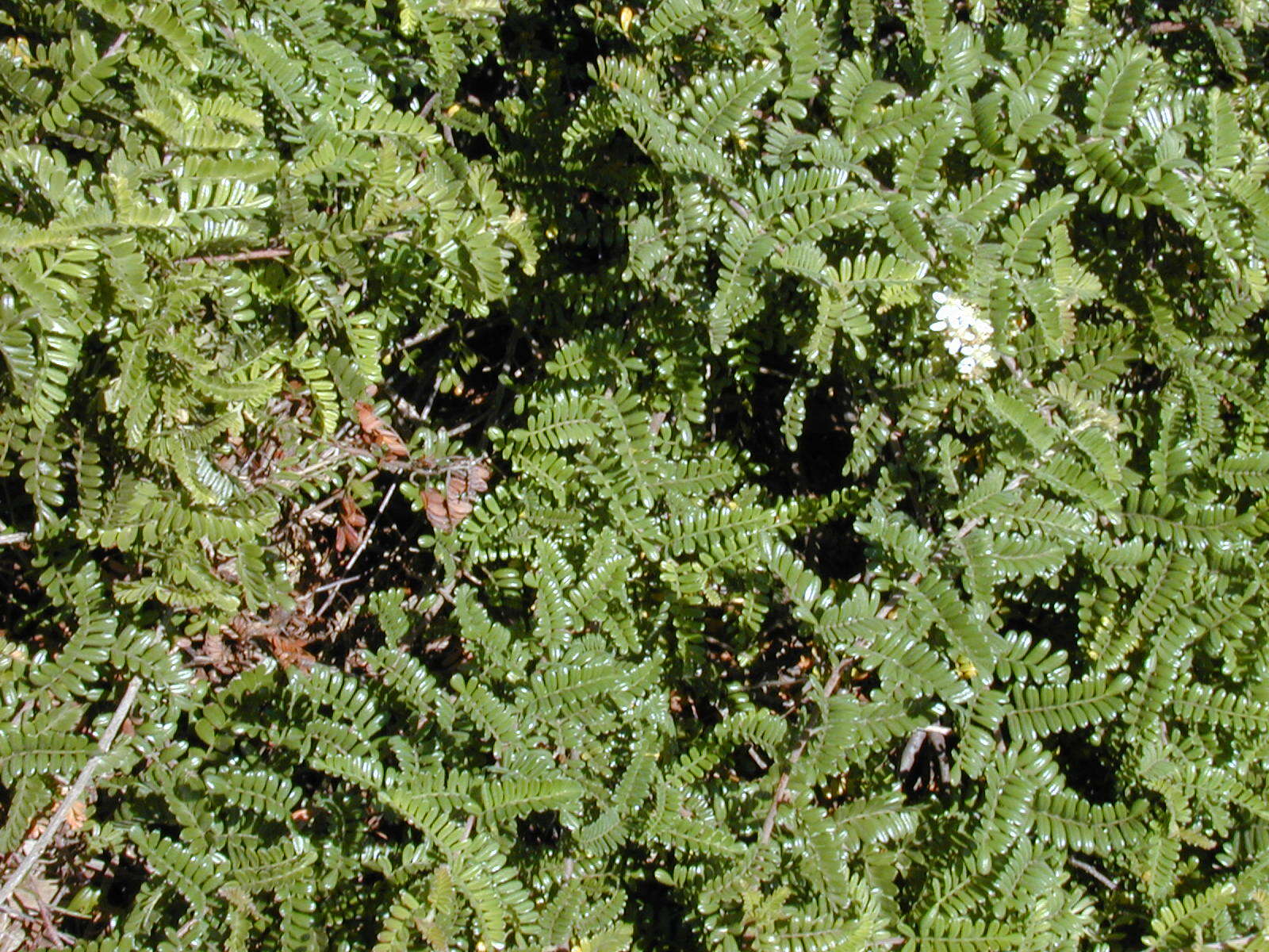 Image of Hawai'i hawthorn