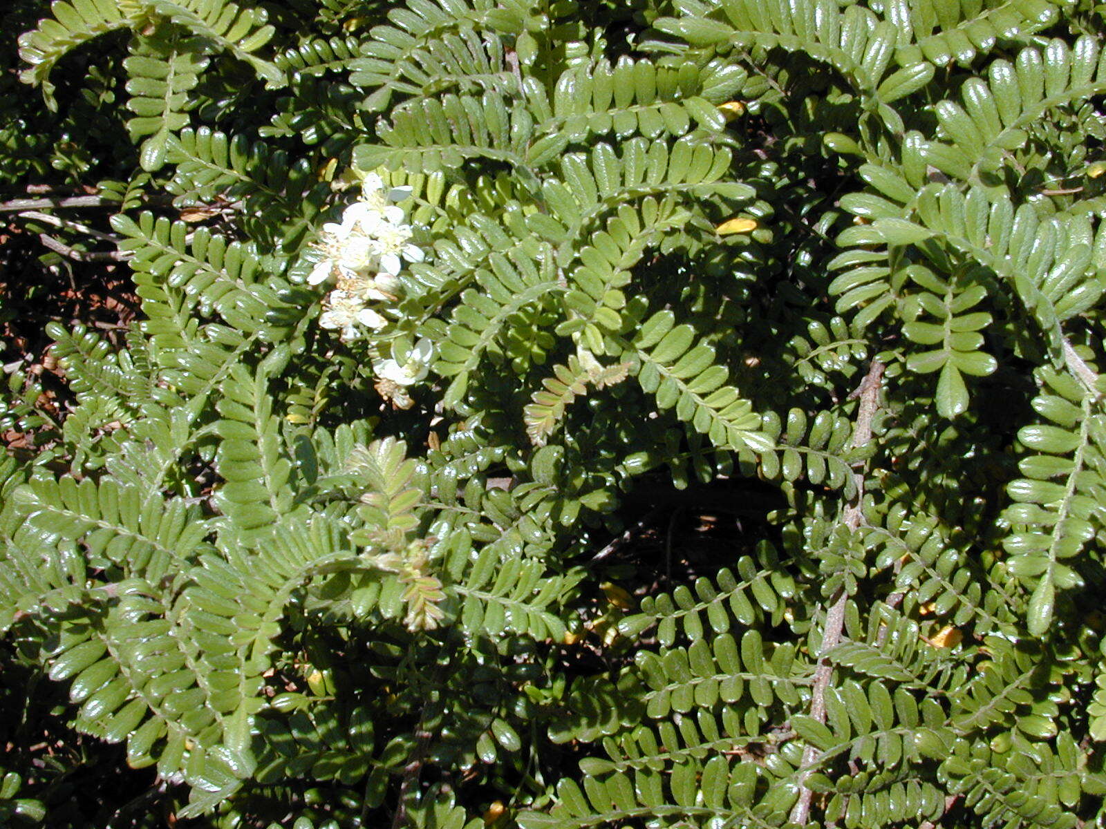 Image of Hawai'i hawthorn