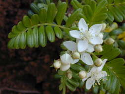 Image of Hawai'i hawthorn