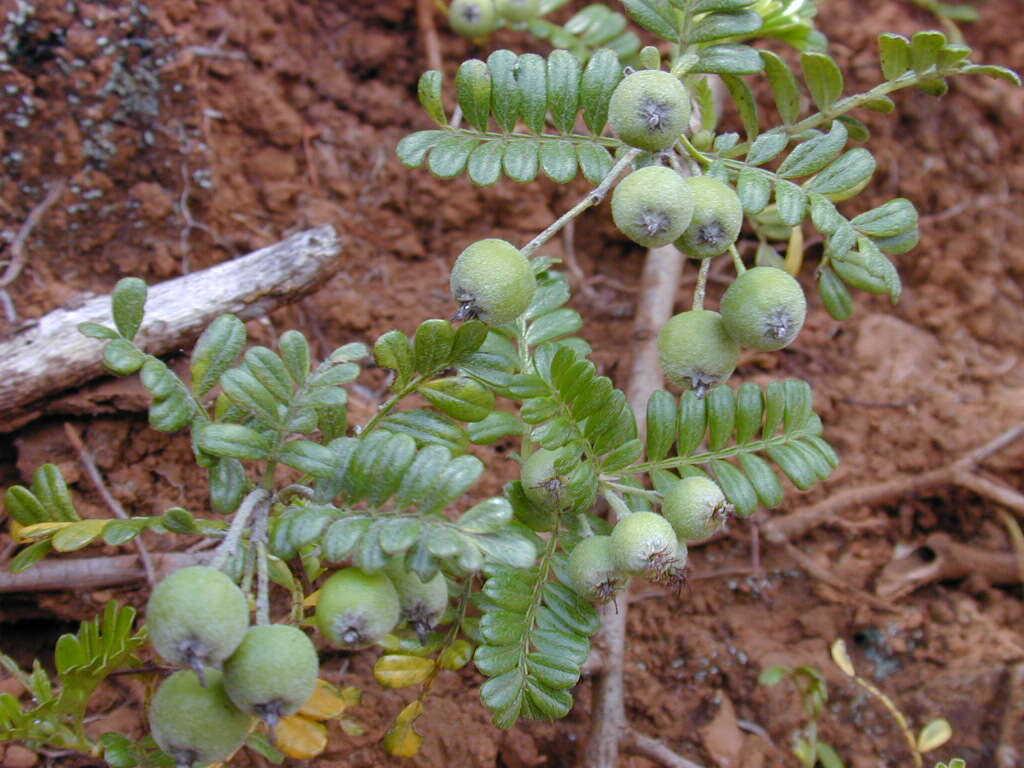 Image of Hawai'i hawthorn